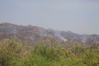 Bos, nou struikbrand