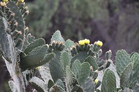 Bloeiende cactus in het wild, stekelig toch?