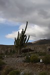 Cactus, heel groot en prikkelend