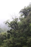regen woud dicht bos nat
