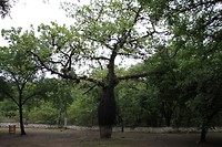 Is deze boom zwanger?