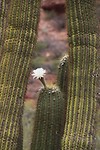 Cactusbloem, heel subtiel
