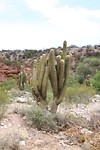 Cactus, minder subtiel