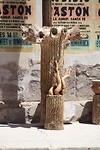 ex cactus, kan nog vele doelen dienen