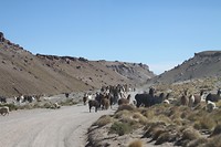 Lama on the go (road)