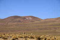 Lama on the run