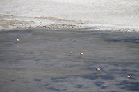 Roze vogeltjes aan het vissen, euh vogeltjes in zout?