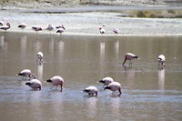 Roze is niet om de kop in het water te steken maar toch...