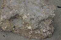 Detail, de schelpen zijn nog zichtbaar dus recent sediment?