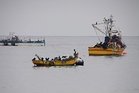 Pelikanen wachten op de visser en bevuilen ondertussen de boot