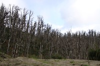 Dode bomen in de niemandlandszone