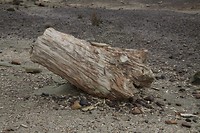 Versteende boomstam, van een behoorlijke boom