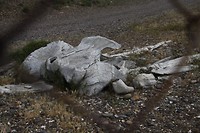 Bultrug walvis in ruste