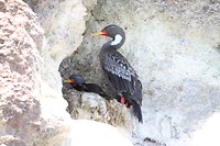 Nest in de rots gemaakt