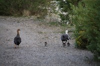 Jong gezin aan de wandel op de campingweg