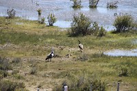 Familie aan de wandel in het wild