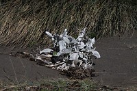 Zeeplant