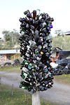 Nieuw soort bomen, mogelijk ook voor op de Brink in Laren?