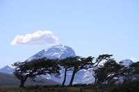 Wij bomen buigen voor de wind