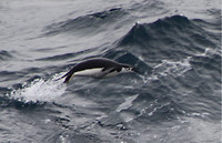 Penguin springt in de golven