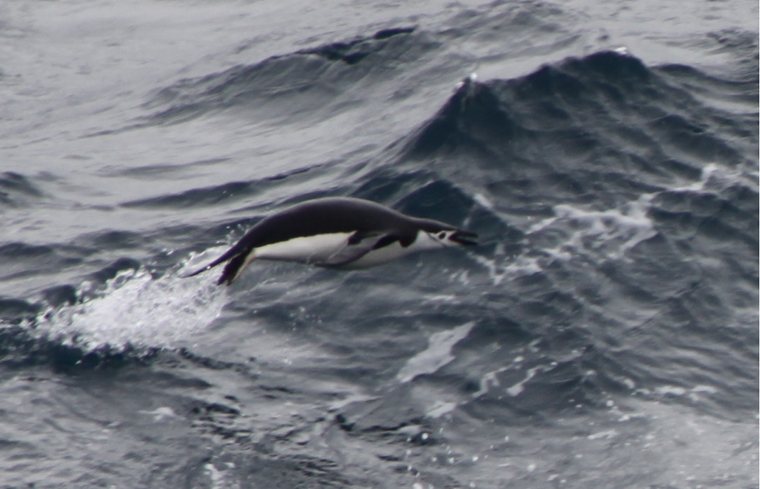 Penguin springt in de golven