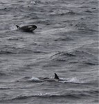 Er waren meerdere orca's!