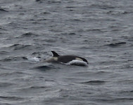 Orca springt eruit