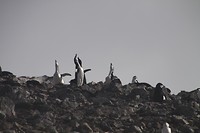 IMG_0833