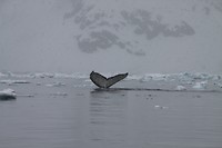 IMG_0939