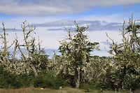 Dit dood alle bomen in Patagonie vrezen wij, schimmel