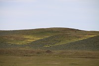 Bloemenweide patagonie