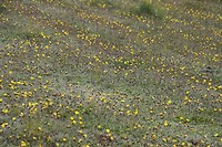 Geen paardenbloemen, wel lijkt de bloem erop