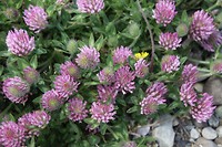Bloemenweelde