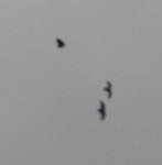 condors