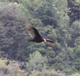 condor