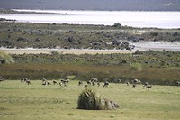 Struisjes (emu)