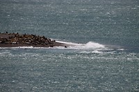 Zeeleeuwen op de kust