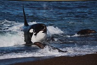 Hap orca hapje