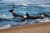 Orca's (niet zelf geschoten)