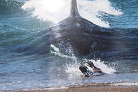 Orca naar het strand zeehond op de vlucht (archief)