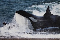 Orca beach (archief)