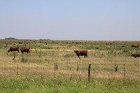 Pampa, nu met gras dat groen is