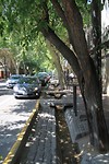 Mendoza, grote valkuil voor slechtziende boomknuffelaars!