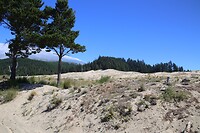 Duinen