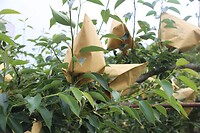 Ingepakte vruchten nog op het land aan de boom