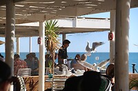 Birds attack, human behind nets