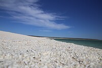 Schelpen strand