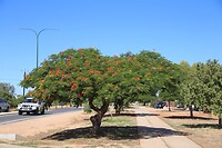 Bloeiende boom langs de weg