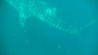 whaleshark