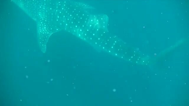 whaleshark